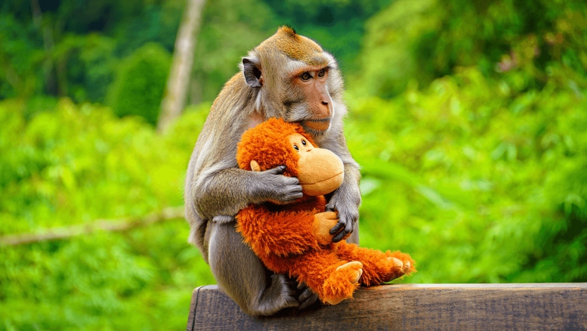 Punch le bébé macaque: pourquoi certaines femelles abandonnent-elles ainsi leurs petits?