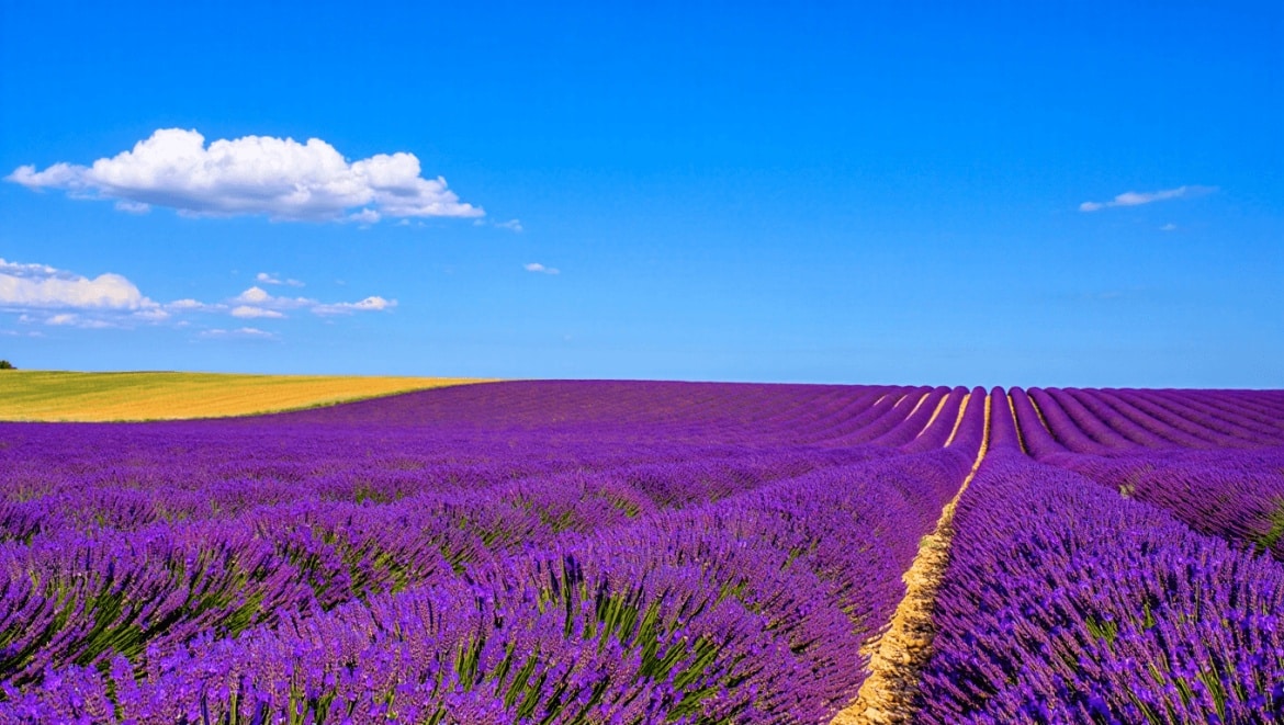 PROVENCE | À LA RECHERCHE DE L’OR BLEU !
