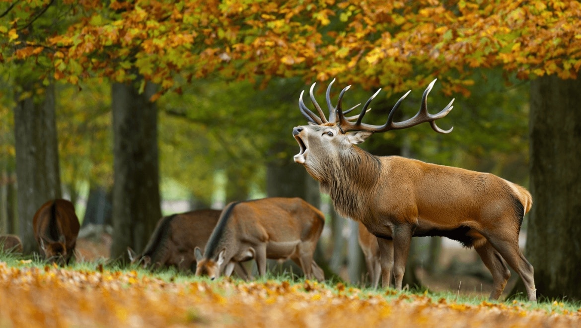 OU ET COMMENT VOIR LE BRAME DU CERF EN SOLOGNE,NOS CONSEILS
