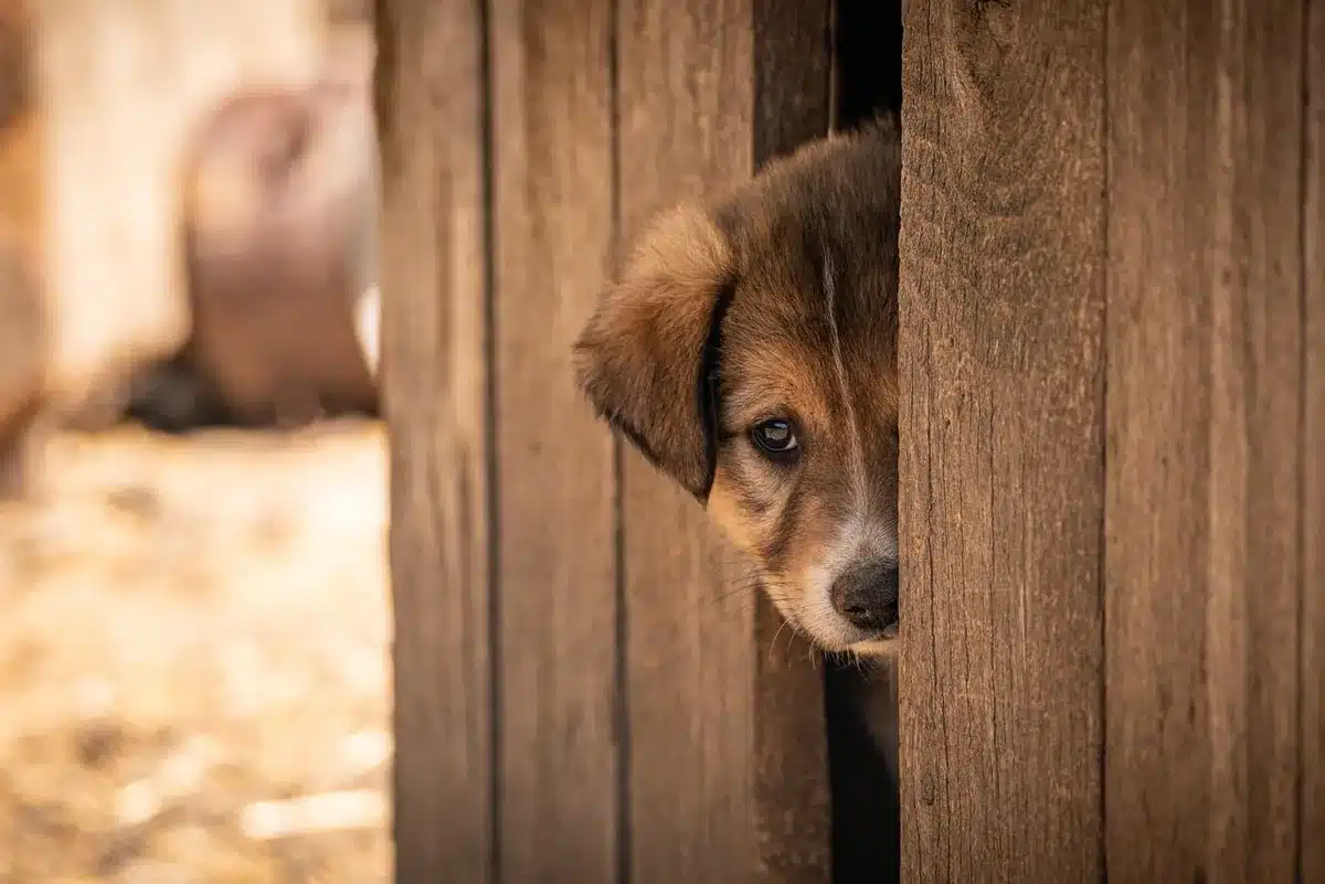 Personnel d'un refuge accueillant des animaux abandonnés et les préparant à l'adoption