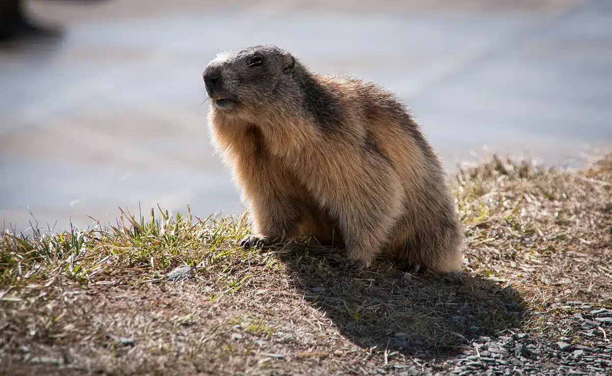 Marmotte proche de chaussures de randonnée posées sur un sentier en montagne