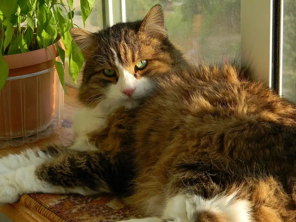 Chat détendu allongé près d'une fenêtre en journée
