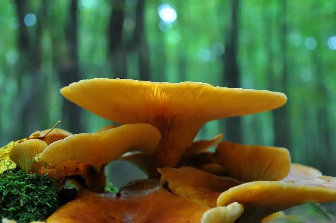 Souche et copeaux en forêt avec petits champignons jaunes en arrière-plan
